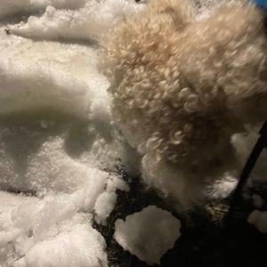 Meet your Posher, Sugar